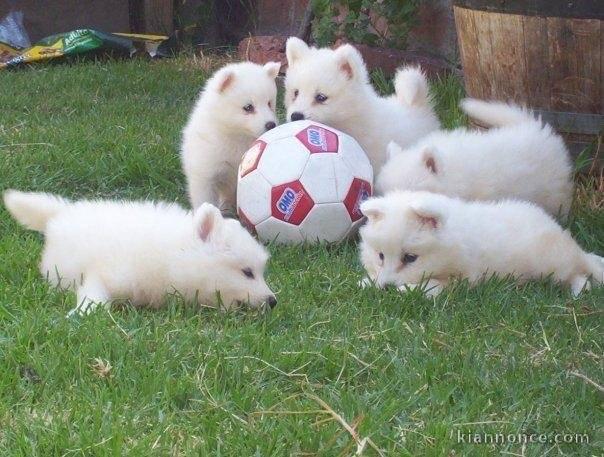 Chiots samoyede inscrits au lof