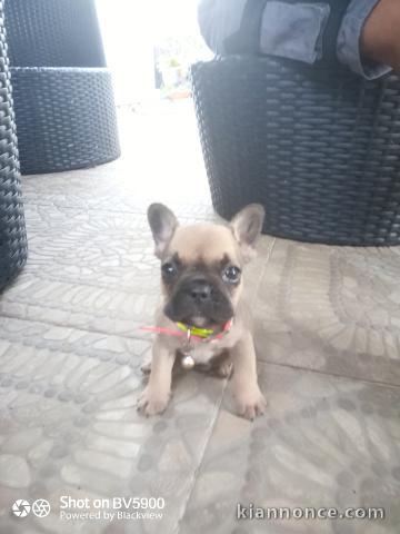 Vend petit chiot Bouledogue Français