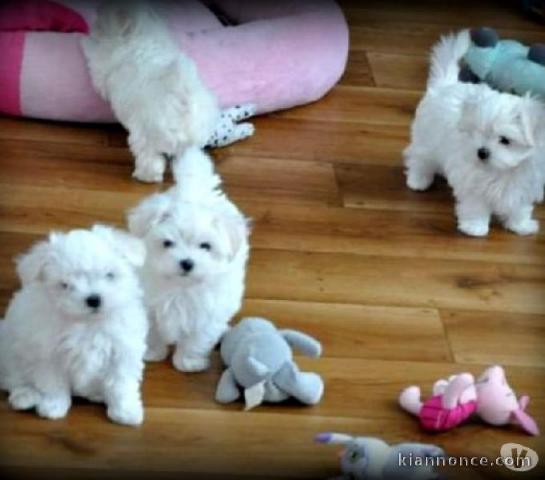 Chiots bichon maltais disponibles