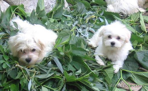 Chiots bichon maltais disponibles