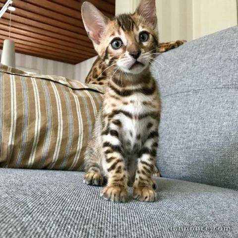 magnifiques chatons bengal a donner 