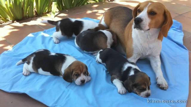 Superbes Chiots Beagle Pure Race