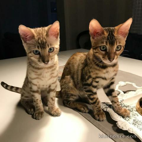 magnifiques chatons bengal a donner 