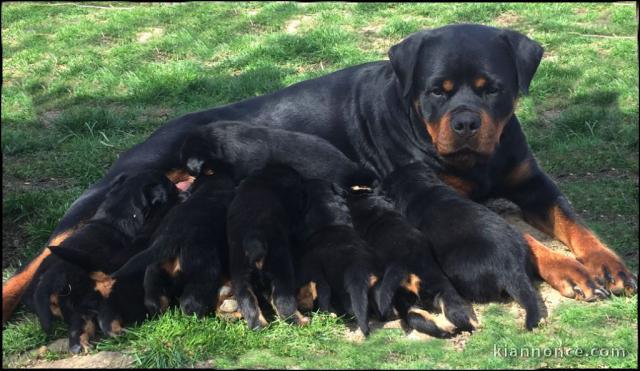 Magnifiques Chiots Rotweiller Pure Race