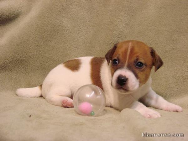 A donner Superbe Chiot Jack Russell Terrier LOF a donner