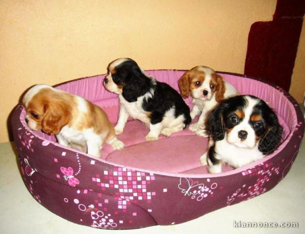 Chiots cavalier king charles lof