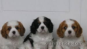 Chiots cavalier king charles lof