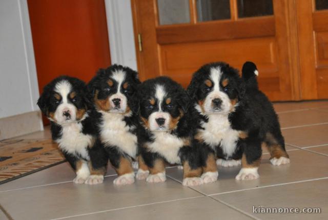 Chiots bouvier bernois inscrits au lof