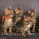 Adorables Chatons Bengal Pure Race