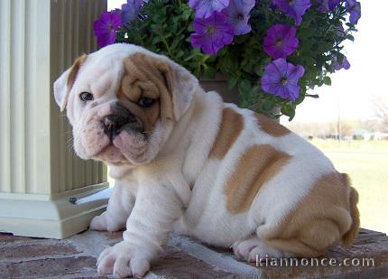 Chiots bouledogue anglais pour bonne famille