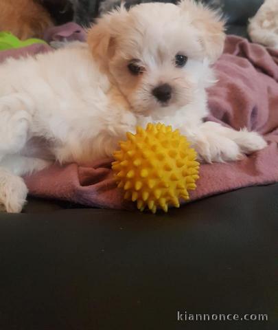 Chiots bichon maltais a donner