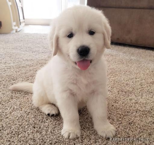 Chiots Goldens Retrievers 