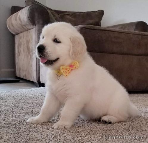 Chiots Goldens Retrievers 