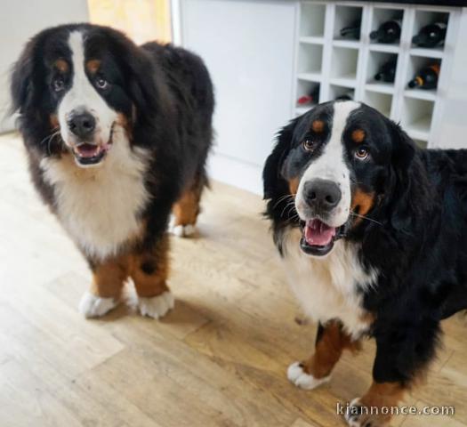 Chiots bouviers bernois 