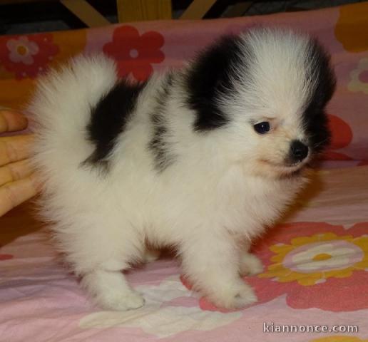 A céder petite chiot type spitz nain lof