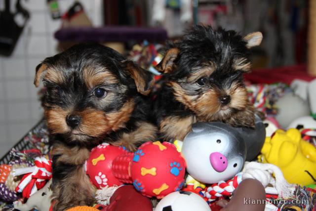 Sublime chiot Yorkshire