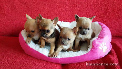 Sublime chihuahua LOF poil long