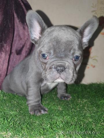 Chiots bouledogue Francais blue pour bonne maison