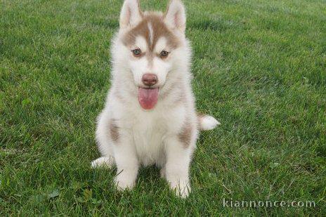 Chiots husky siberien pour bonne maman