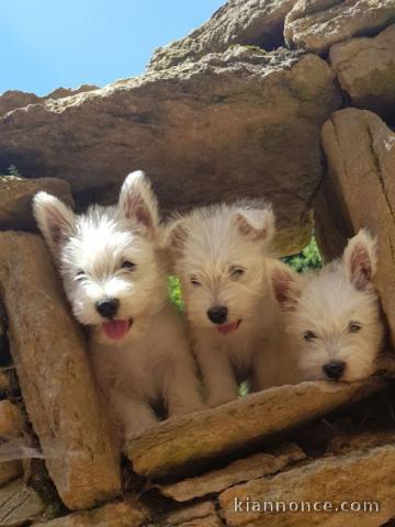 2 Chiots westie sur une portée de 5 lof