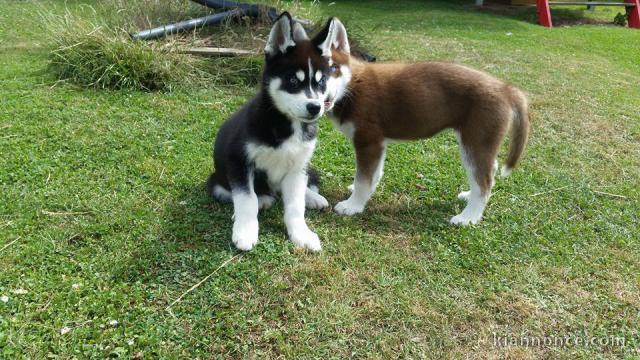 A donner Chiots husky Sibérien aux yeux bleu 