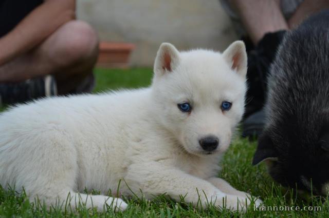 A donner Chiots husky Sibérien aux yeux bleu 