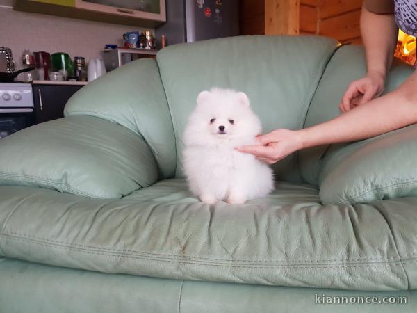 Chiots spitz nain d\