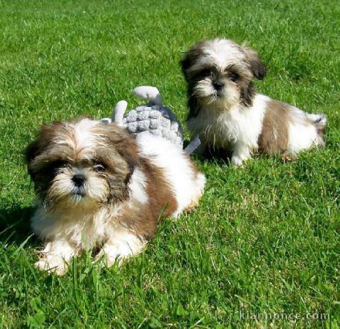 Adorable Chiots Shih Tzu Portée de 3 Chiots