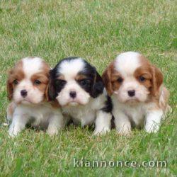 Adorables Chiots Cavelier King Charles Pure Race,