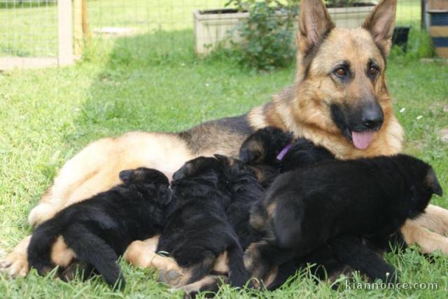   Magnifiques Chiots Berger Allemand Pure Race,