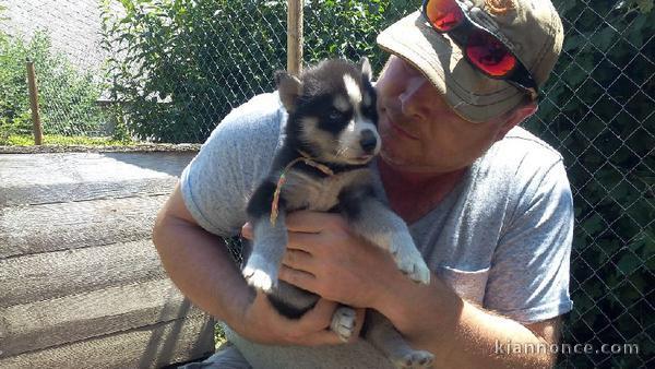 A donner Magnifique A DONNER chiot SIBERIAN HUSKY