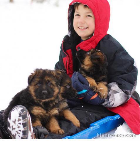 Magnifiques chiogs bergers allemands