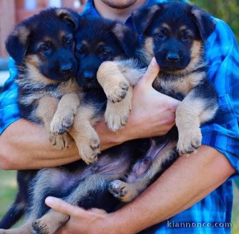 Magnifiques chiogs bergers allemands