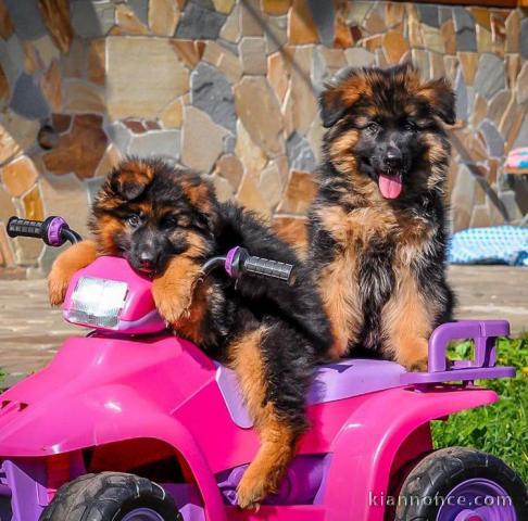 Chiots Berger Allemand