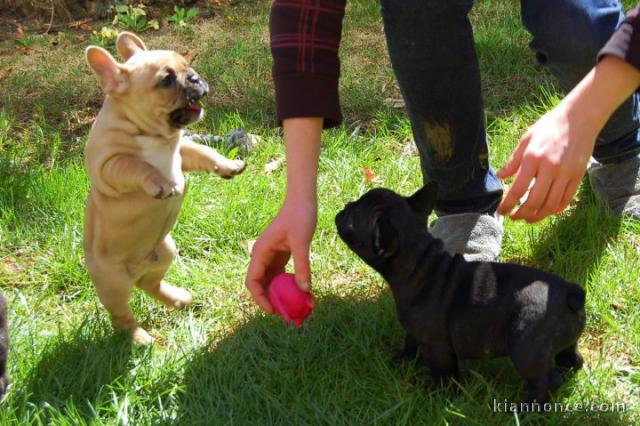 02 chiots bouledogue français