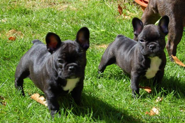 02 chiots bouledogue français