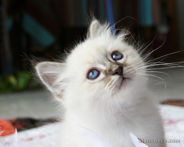 Aimables chatons sacré de birmanie