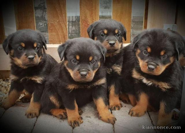 MAGNIFIQUES CHIOTS ROTTWEILER