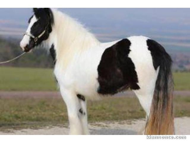 Jument Irish Cob de 5 ans a donner