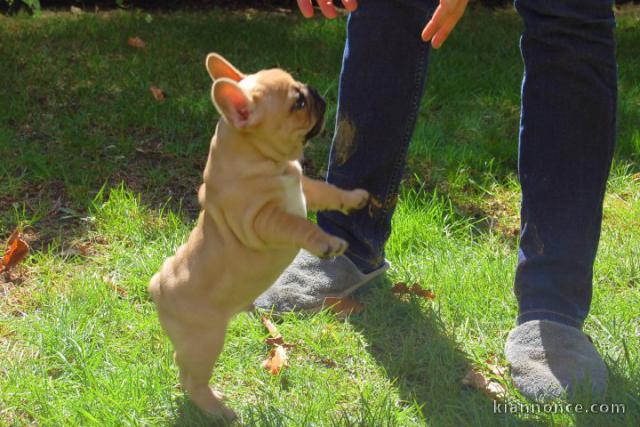  chiots bouledogue Français LOF