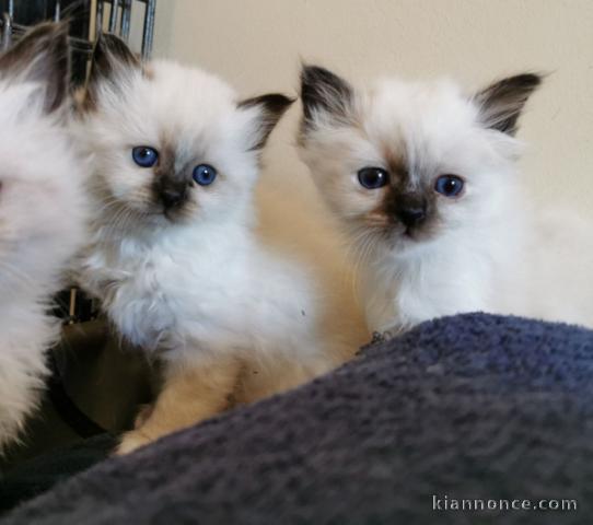 MAGNIFIQUE CHATONS SACRÉ DE BIRMANIE