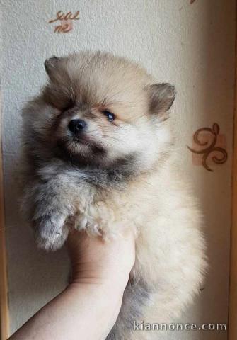 Adorables petits chiots spitz nain