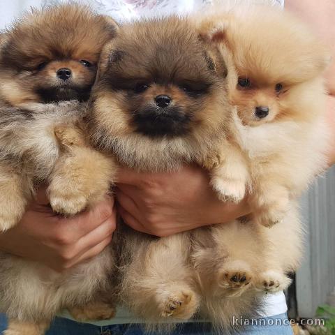 Magnifiques Chiots Spitz Nain Poméranien Pure Race