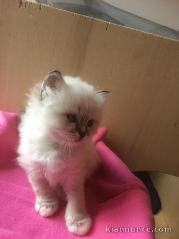 A Donner adorable petite chaton type sacré de Birmanie 