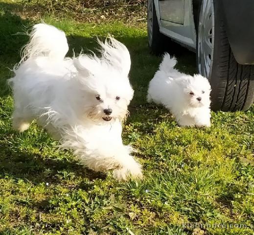 A donner magnifiques bébés chiots Bichon frisé (1F 1M)