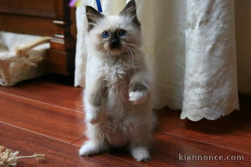 Sublime Chaton Maine Coon