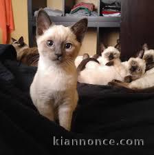 6 jolie chatons siamois a donner