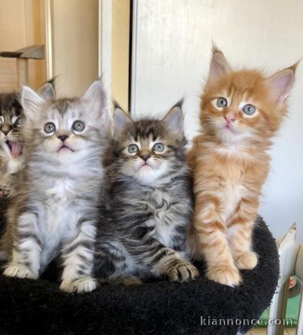 Sublime Chatons Maine Coon