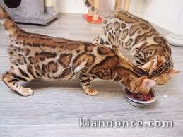 deux magnifique bengal