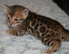 deux magnifique bengal